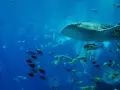 A whale shark swims with a school of fish in a large blue aquarium.