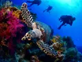Tartaruga marina tra coralli colorati e subacquei. Un'immersione da sogno a Sharm el Sheikh quando andare per vivere questa magia.