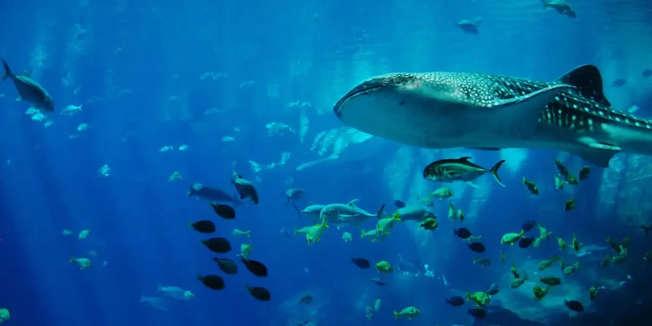 A whale shark swims with a school of fish in a large blue aquarium.