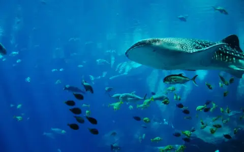 A whale shark swims with a school of fish in a large blue aquarium.