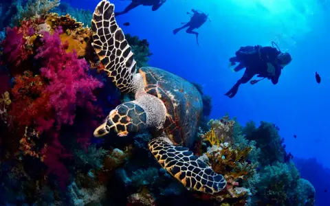 Tartaruga marina tra coralli colorati e subacquei. Un'immersione da sogno a Sharm el Sheikh quando andare per vivere questa magia.