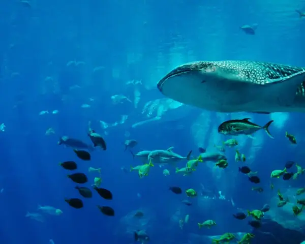 A whale shark swims with a school of fish in a large blue aquarium.