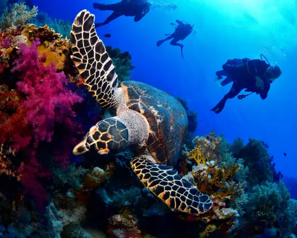 Tartaruga marina tra coralli colorati e subacquei. Un'immersione da sogno a Sharm el Sheikh quando andare per vivere questa magia.