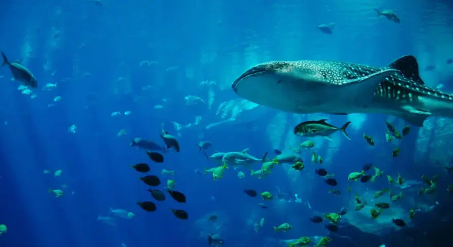 A whale shark swims with a school of fish in a large blue aquarium.