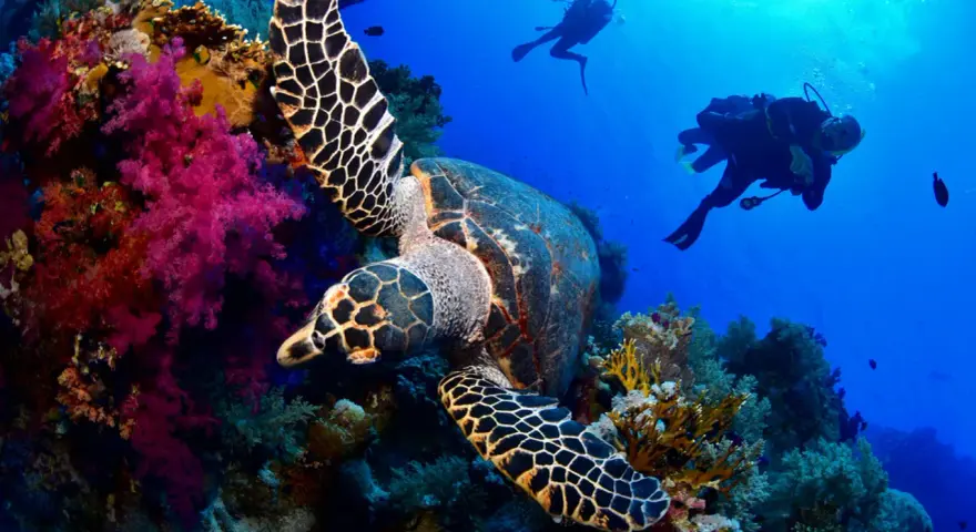 Tartaruga marina tra coralli colorati e subacquei. Un'immersione da sogno a Sharm el Sheikh quando andare per vivere questa magia.
