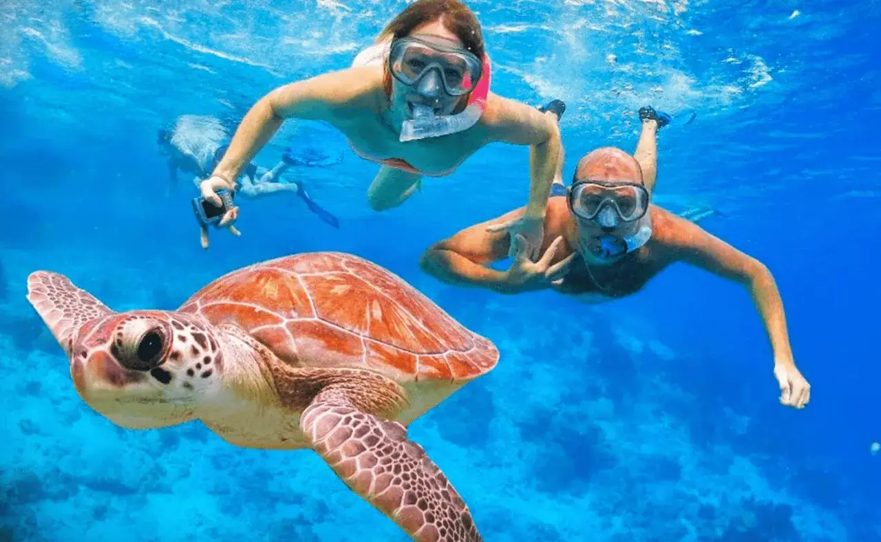 Coppia fa snorkeling con una tartaruga marina nel Mar Rosso, Egitto.