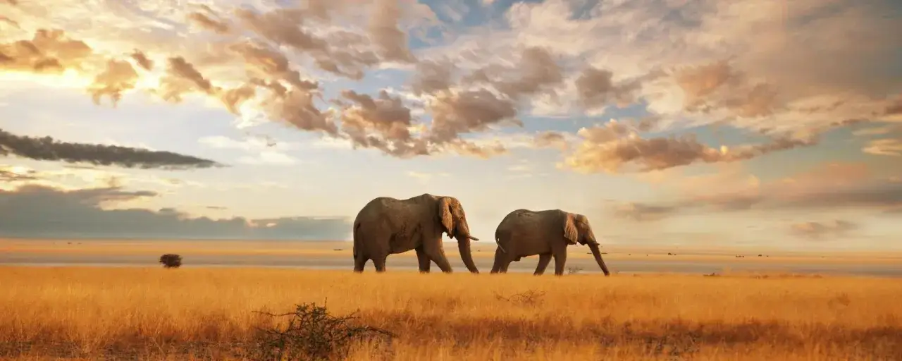 Due elefanti camminano nella savana al tramonto. Un paesaggio perfetto per capire quando andare in Kenya.