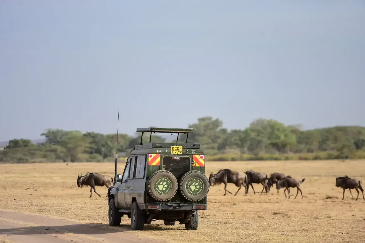 Un safari in Kenya con un fuoristrada verde e gnu che pascolano. Il costo del safari in Kenya &egrave; un'esperienza indimenticabile.