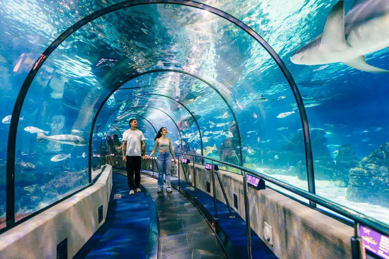 Coppia mano nella mano passeggia nel tunnel dell'acquario di Barcellona, circondata da pesci e uno squalo che nuota sopra.